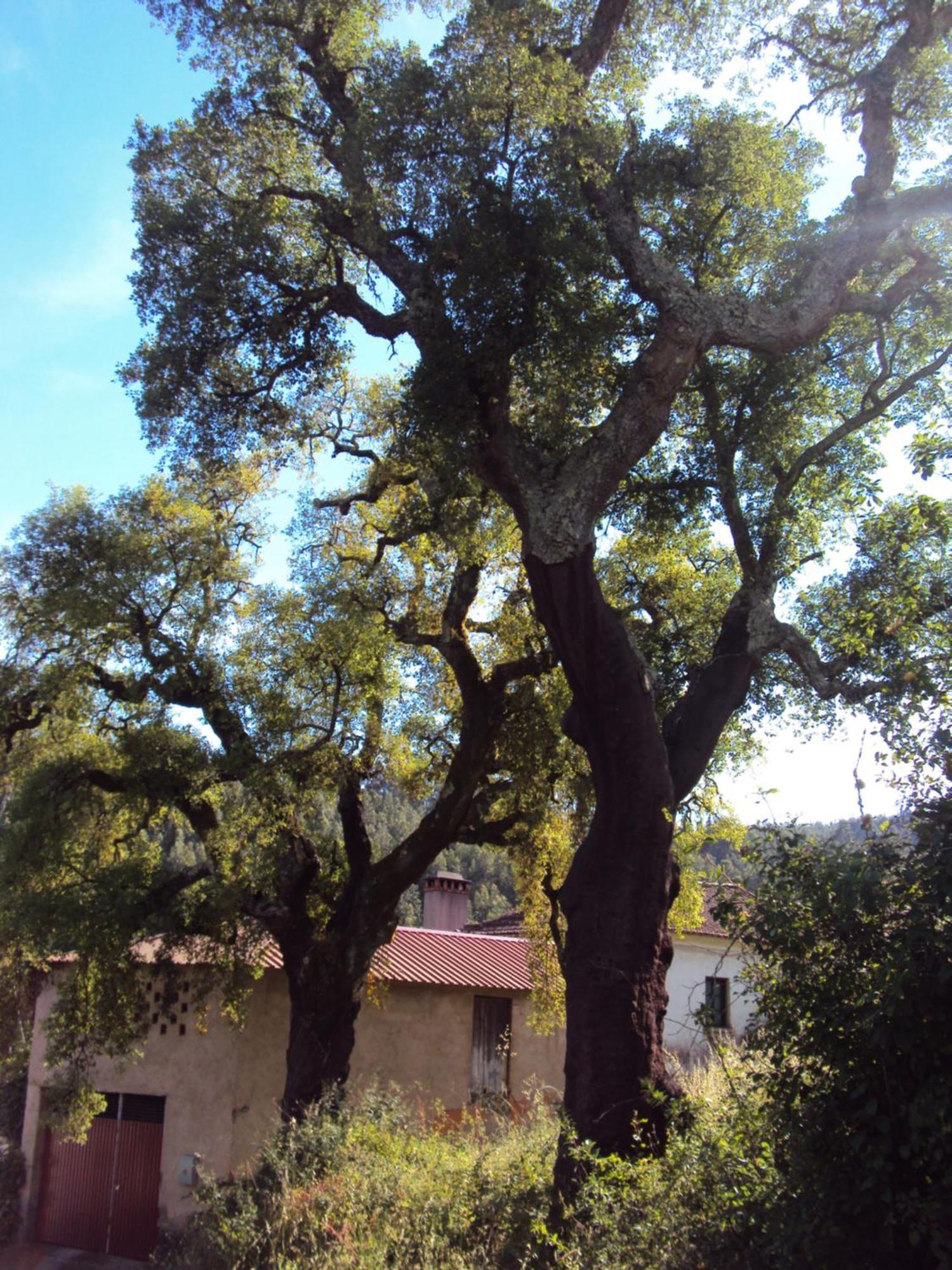 Parque Tematico Vale De Mouro Villa Exterior photo